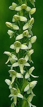 ></TD></TR>
	<TR><TD ALIGN=