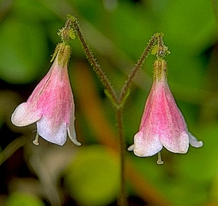  Tao of Healthier Living Twinflower
